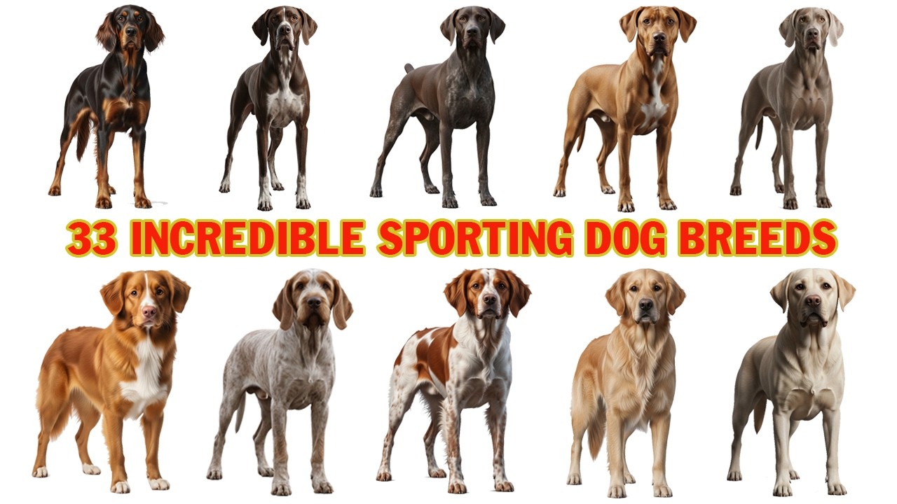 33 Incredible Sporting Dog Breeds with Names & Pictures