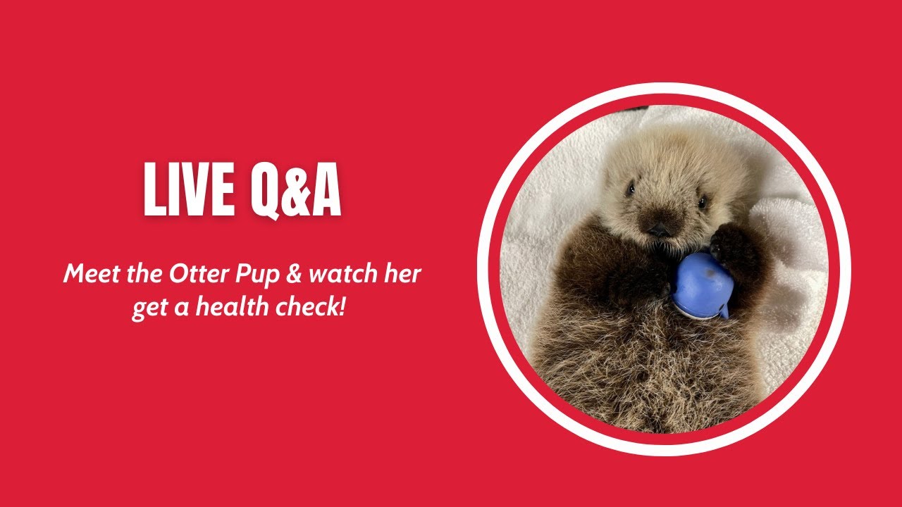IG Live Q&A: Meet the Otter Pup and Dr. Marty