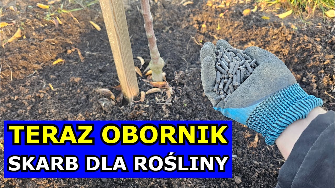 CO DA TERAZ Obornik granulowany? Ważne Nawożenie Różaneczników, Róż, Drzew owocowych, Iglaków, Malin
