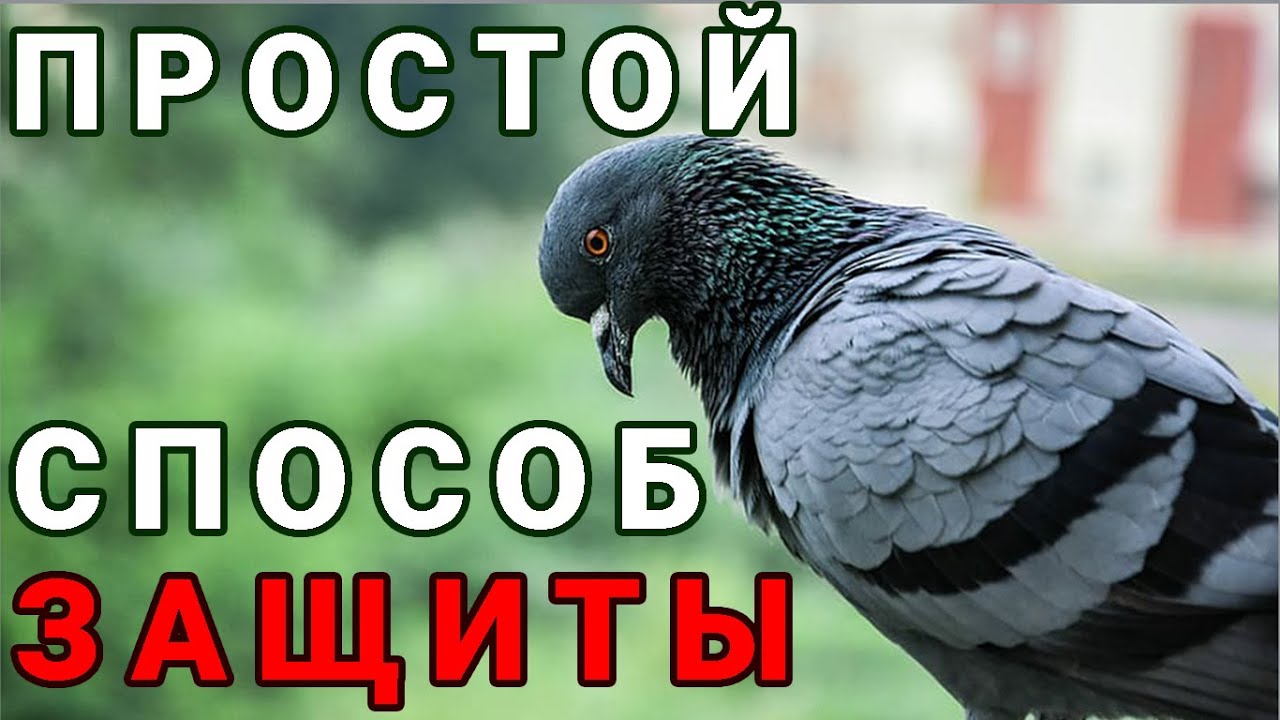 Простой и эффективный СПОСОБ ЗАЩИТЫ ОТ ГОЛУБЕЙ на балконе