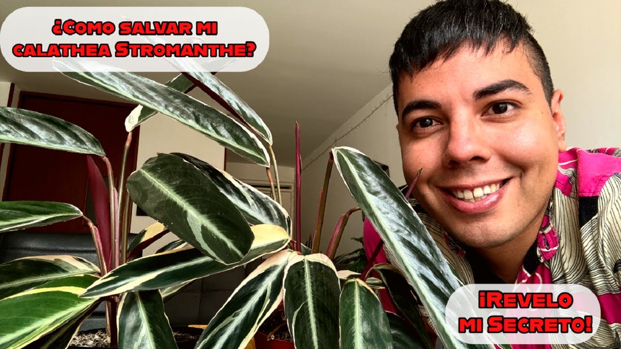 Mis CALATHEAS TRICOLOR 😍 Te CUENTO Cuáles son los CUIDADOS de la CALATHEA STROMANTHE