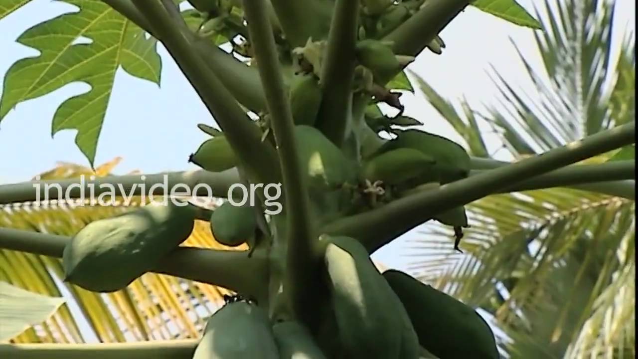 Papaya, Organic Farm, Kerala