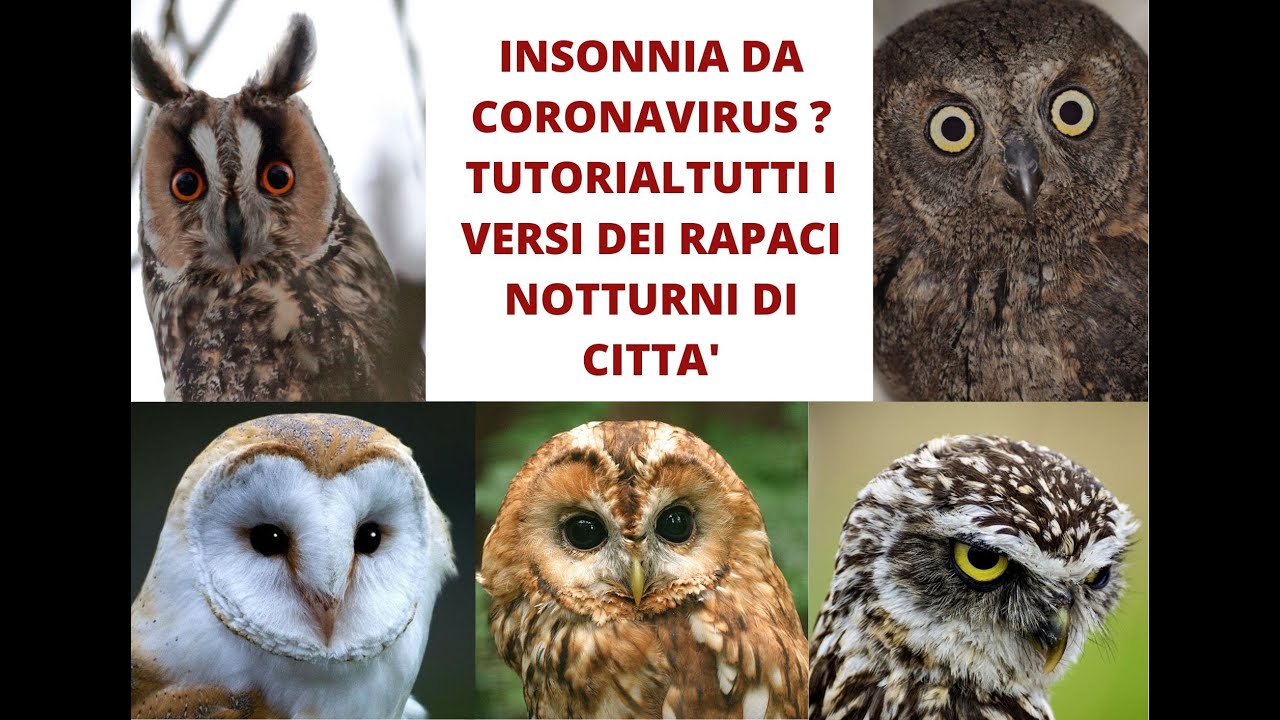 Insonnia da coronavirus?   Tutorial tutti i versi dei rapaci notturni di città