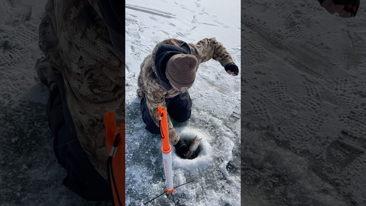Tip-Downs Or Tip-Ups? What Do You Prefer? #21harvest #icefishing #hardwaterfishing #fishinggear
