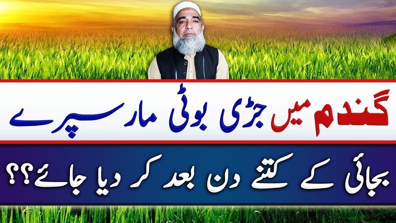 When to spray herbicide in wheat crop || Crop Reformer