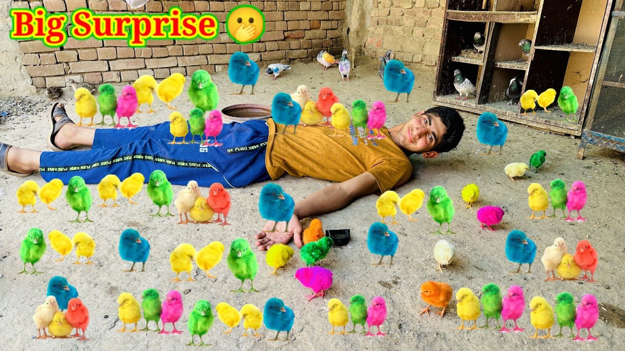 Colorful Chicks 10🐥| My New Baby Chicks 😍 | Amish Sidhu Vlogs
