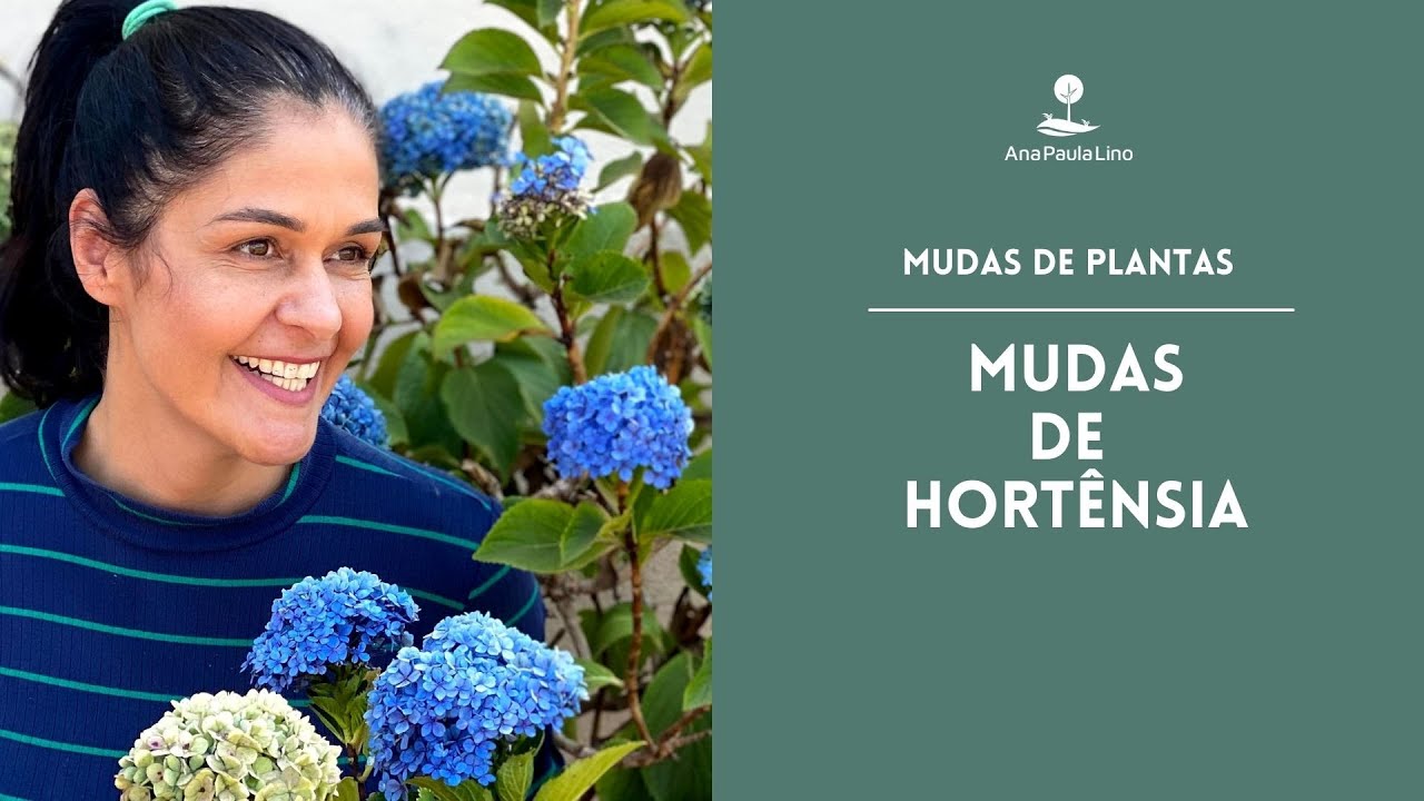 MUDAS DE PLANTAS: Como fazer mudas de Hortênsia?