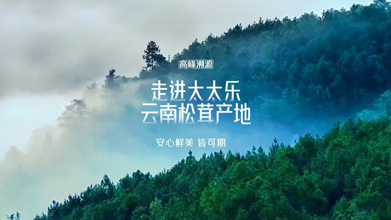 《高峰溯源》深入云南原始森林，探索“太太乐松茸鲜”的安心与鲜美，揭开“山珍之王”的鲜味密码！#高峰溯源