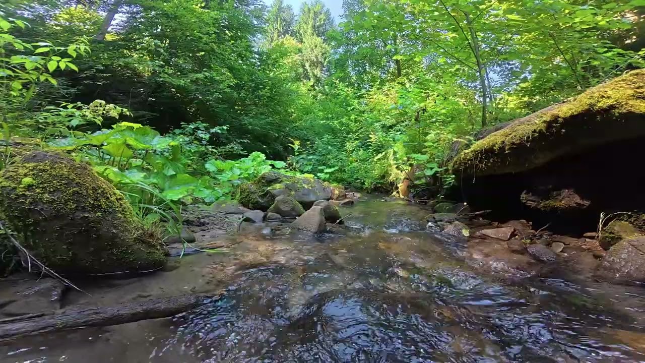 Mountain River of Hoverla ⛰️ Crystal Clear Waters in the Carpathians | Relaxing Nature Sounds