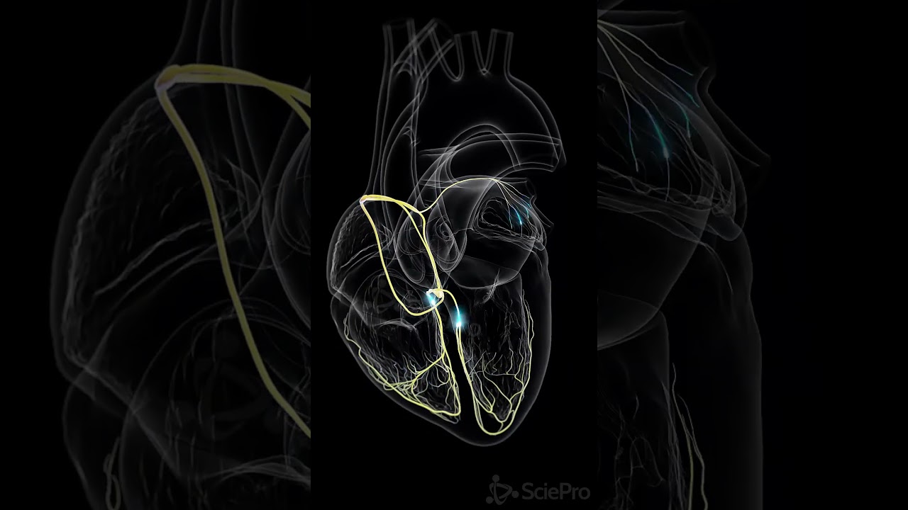 ⚡ The Heart's Conduction System: The Spark Behind Every Beat ⚡ #anatomy