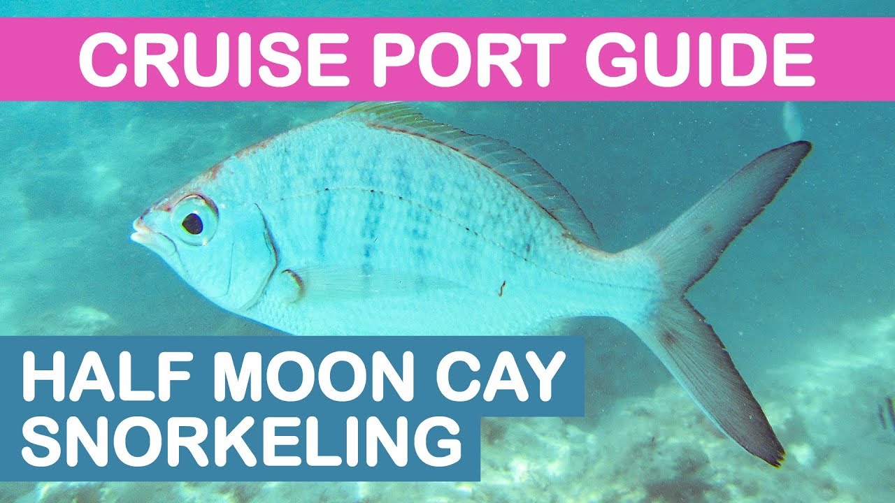 Half Moon Cay (Bahamas) Cruise Port Guide: Snorkeling On Your Own
