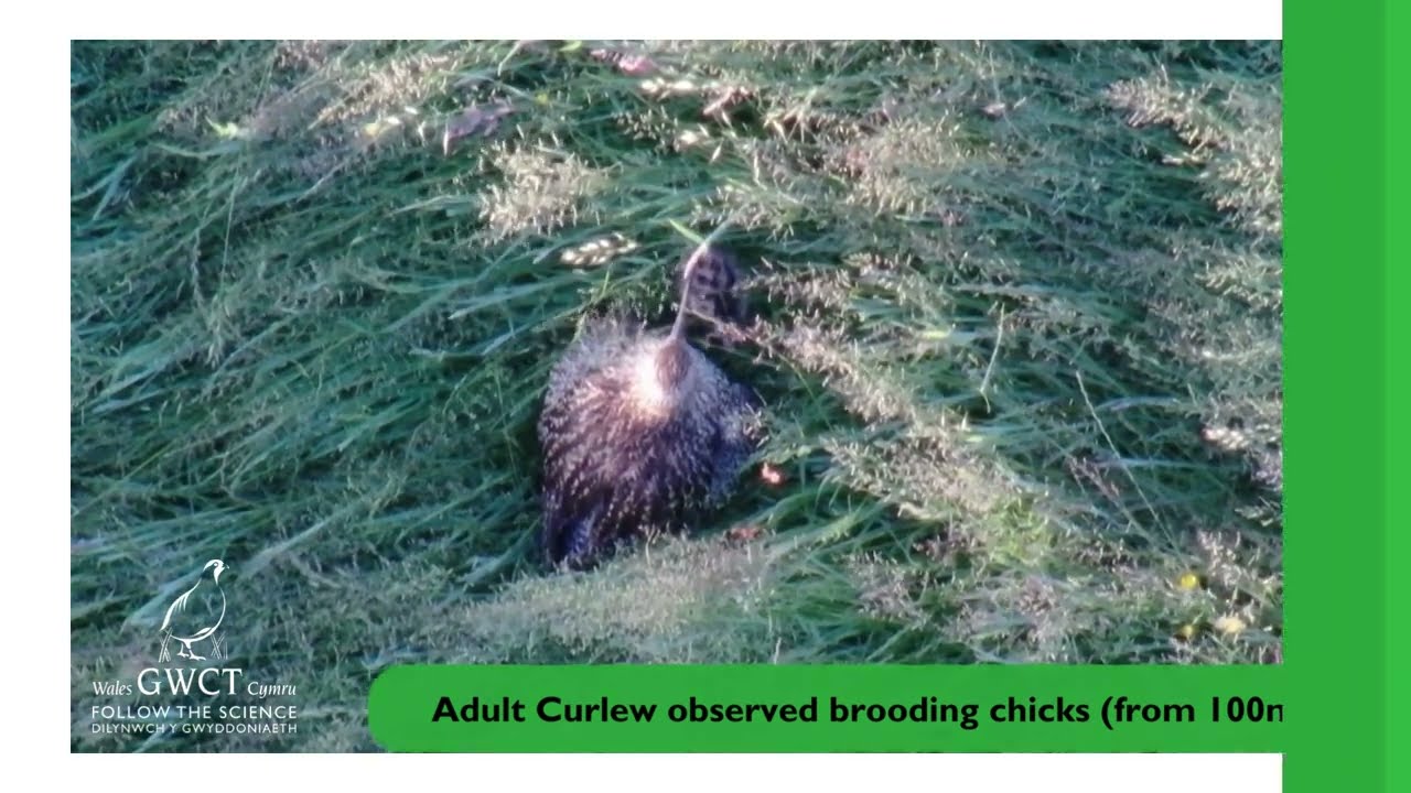 GWCT Wales Drone Surveying Eurasian Curlew