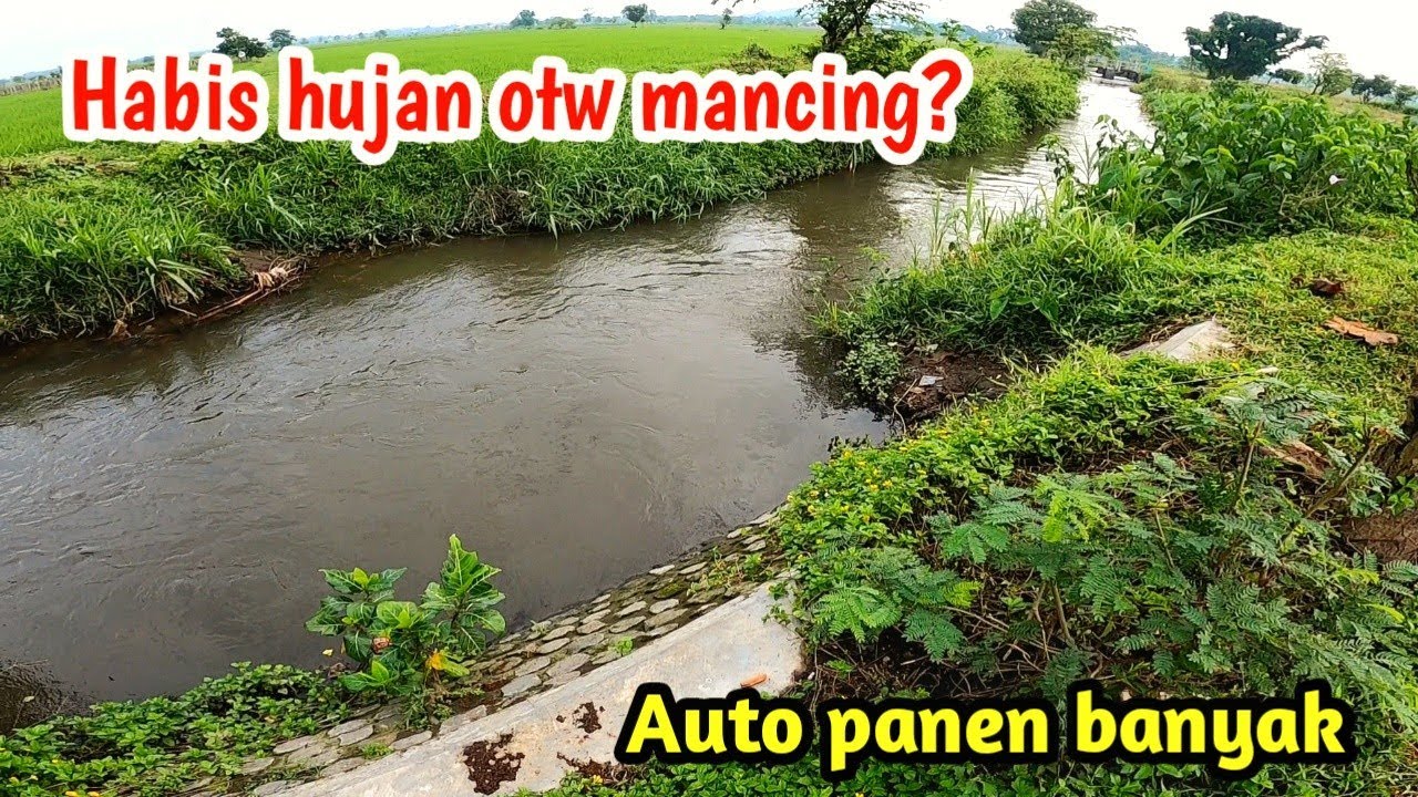 Setelah hujan nekat mancing ikan wader di sungai ternyata panen banyak ‼️Umpan cacing wangi merah 