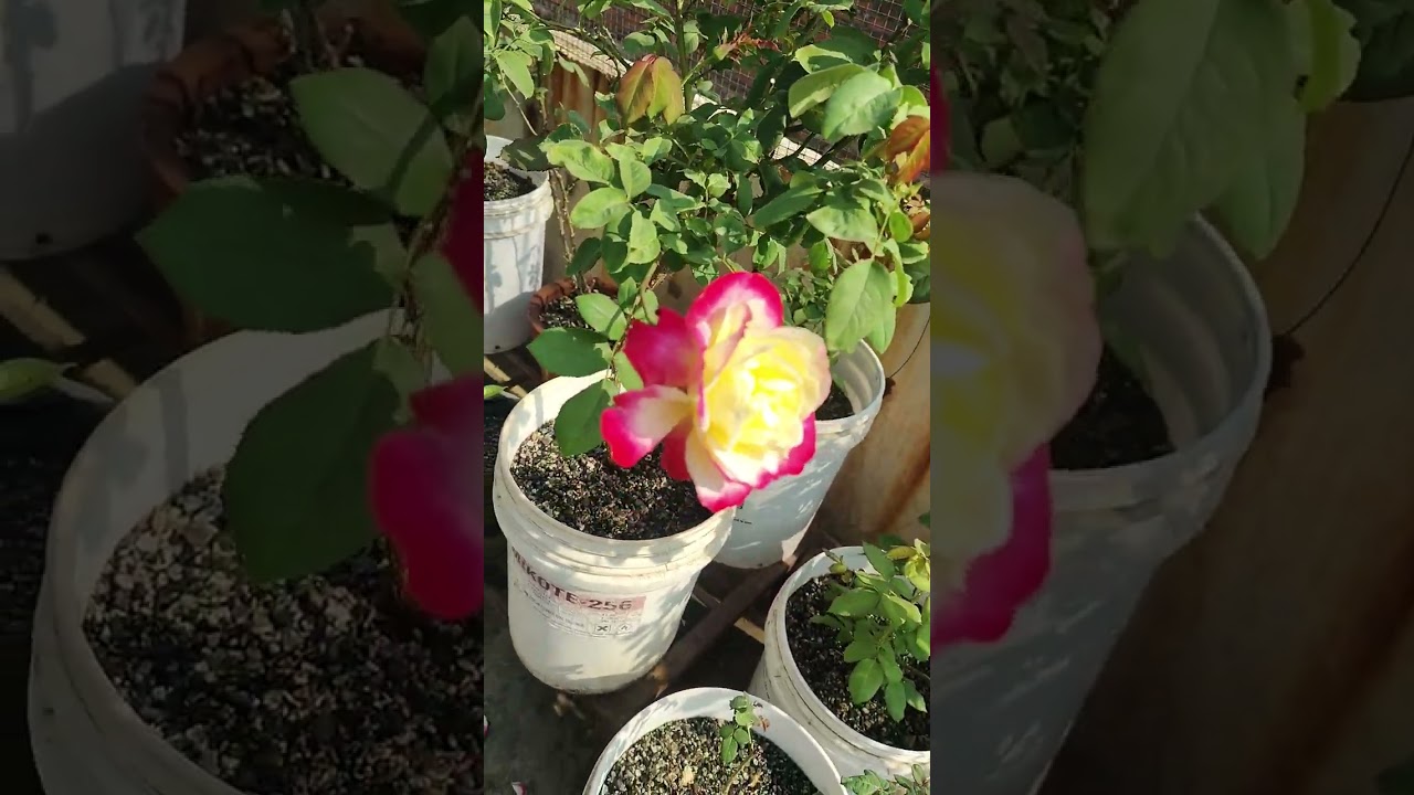 DOUBLE DELIGHT HT ROSE, STANDARD ROSE, TREE ROSE ON SINGLE BASAL SHOOT