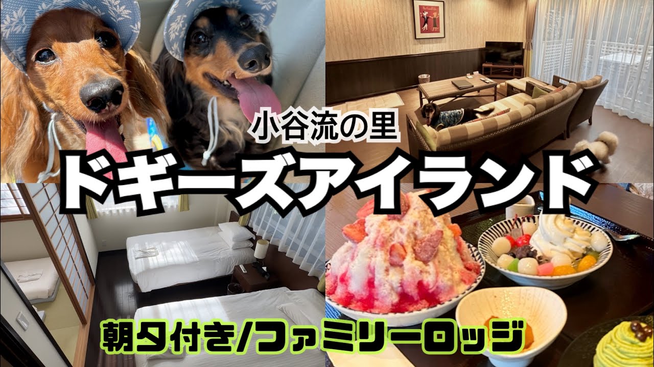 【朝夕付 ファミリーロッジ】千葉県八街市にある愛犬と泊まれる宿ドギーズアイランドに行ってきました！真夏も遊べる！犬のディズニーランド