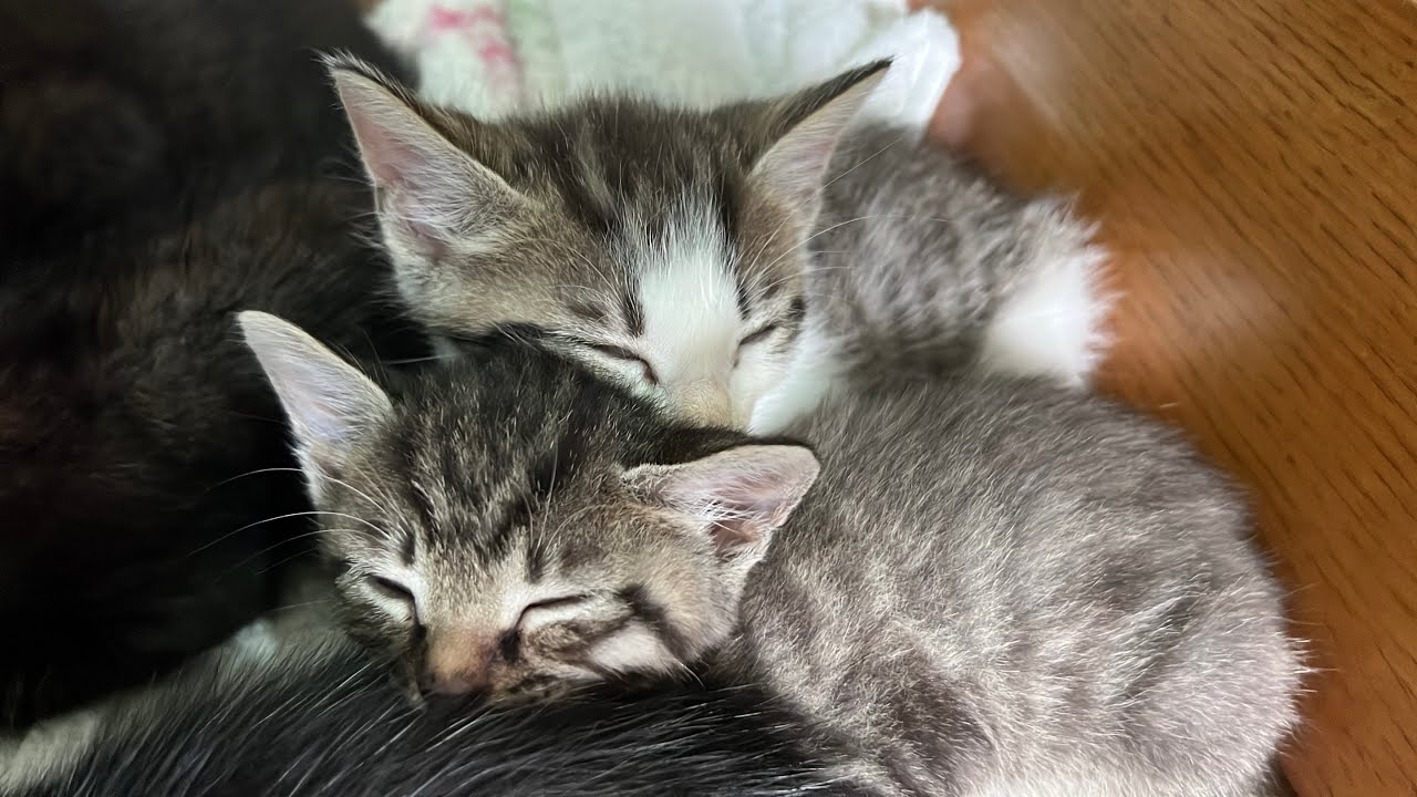 Mama’s Love: Kittens Snuggling Around Mom 🐈‍⬛ 🐾 