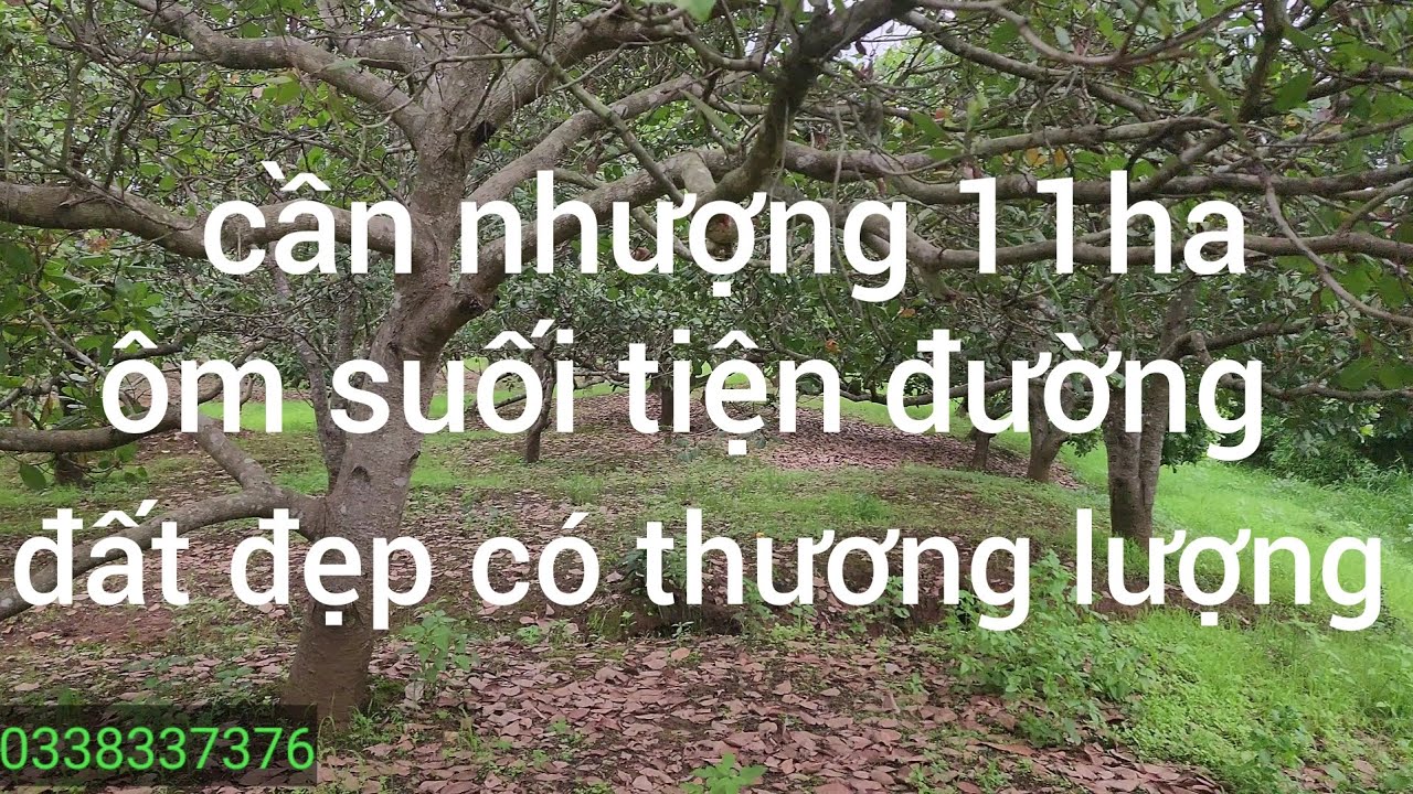 Cần nhượng lô đất 11ha phun điều đất đẹp phù hợp chuyển đổi cà phê sầu riêng