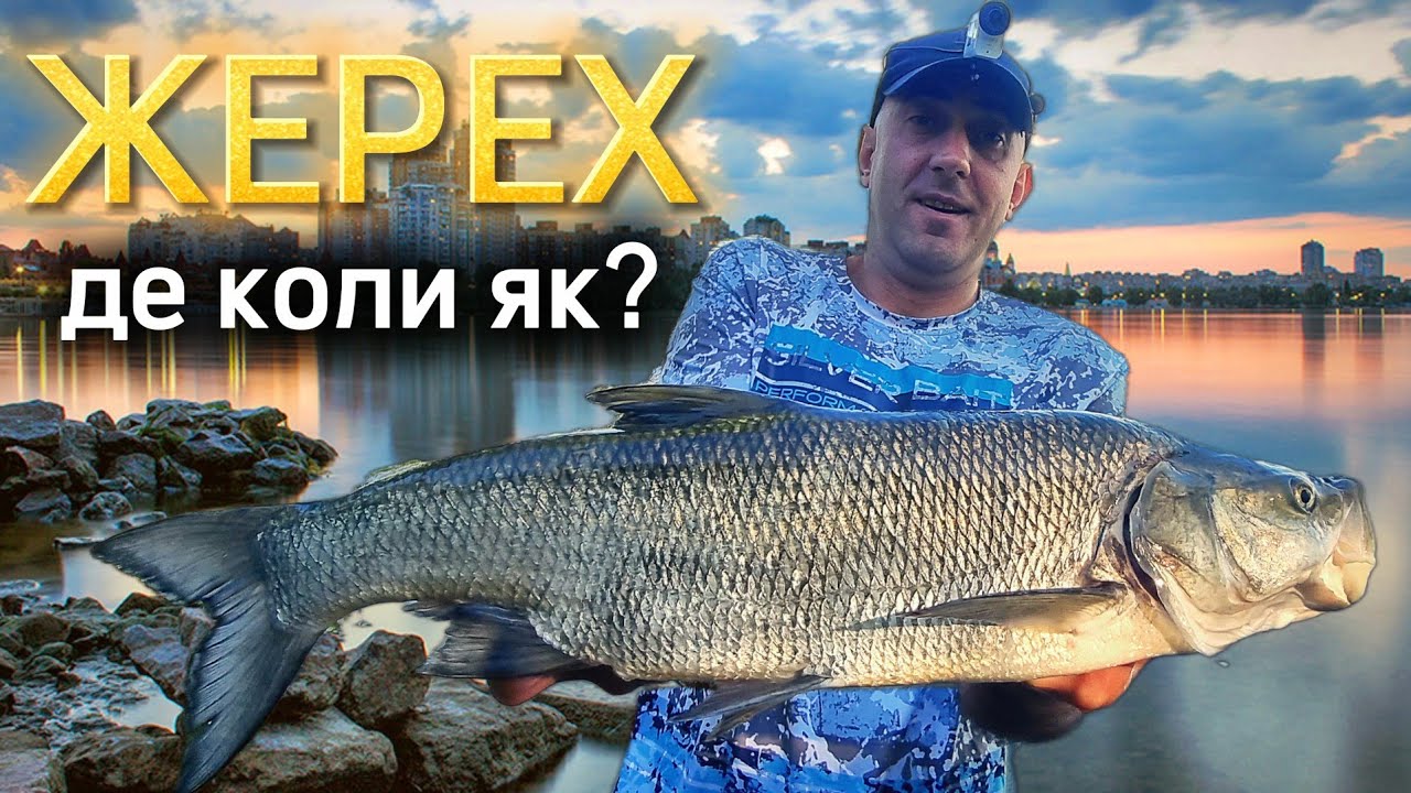 Найкращі приманки на жереха ⚡ Ловля жереха в Києві