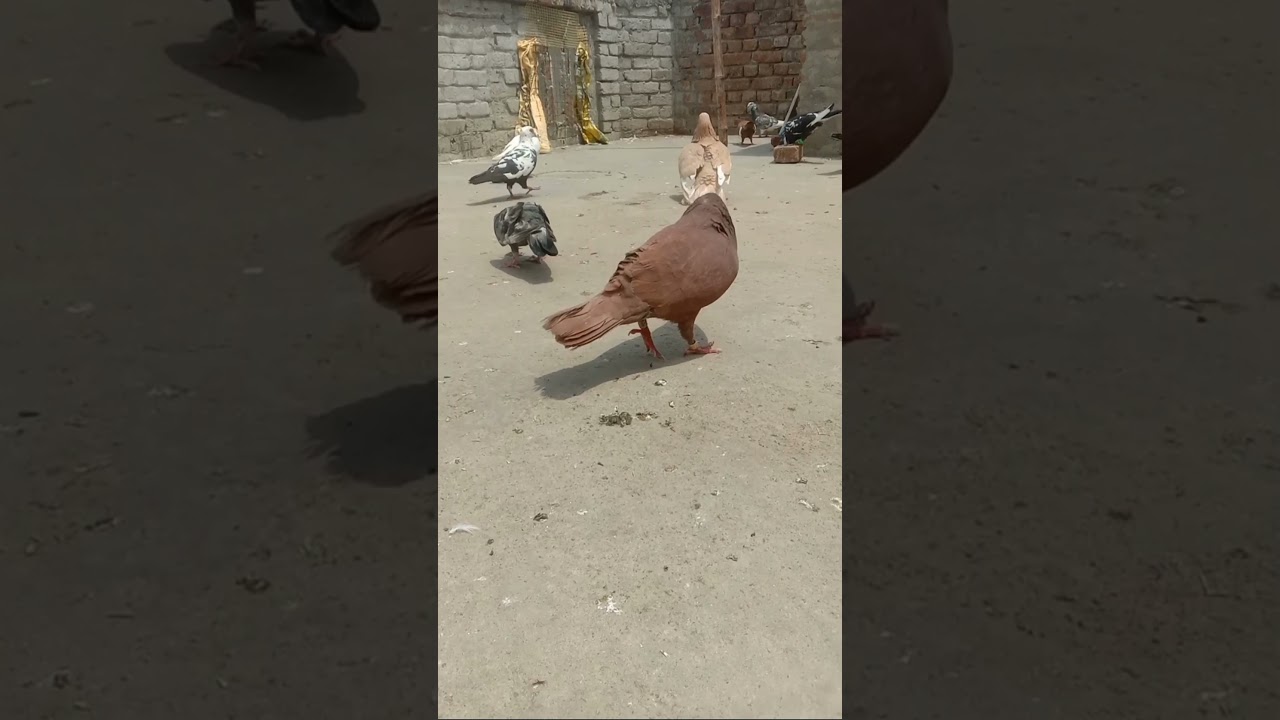 breedingpigion Govind Bhai ke Surke patyale kabutar Agra ke #short #youtubeshort