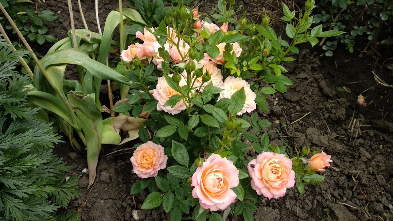 Розы флорибунда. Новые сорта роз , кто их вывел, где купила