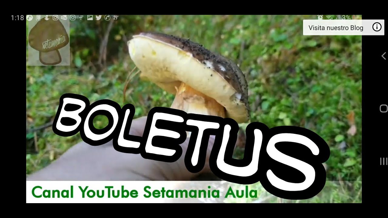 Boletus: Clase magistral sobre el Género Boletus a todo detalle 2025. Setamania Aula