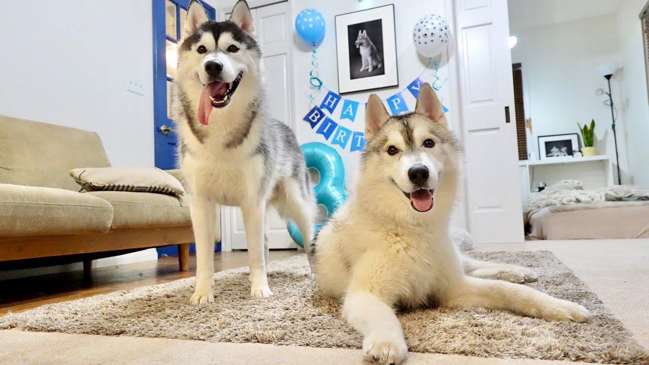 【祝3才】家族が増えて賑やかになった兄の誕生日会が楽しすぎた笑　【シベリアンハスキー】