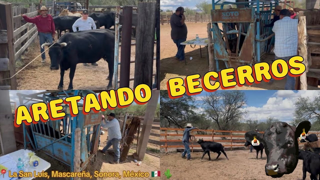 🌵🐮ALISTANDO TODO PARA LAS CORRIDAS DE LA SAN LUIS, ARETANDO Y HERRANDO LA BECERRADA ✂️🔥