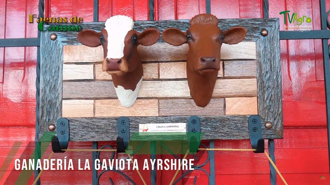 Ganadería La Gaviota Ayrshire - TvAgro por Juan Gonzalo Angel Restrepo