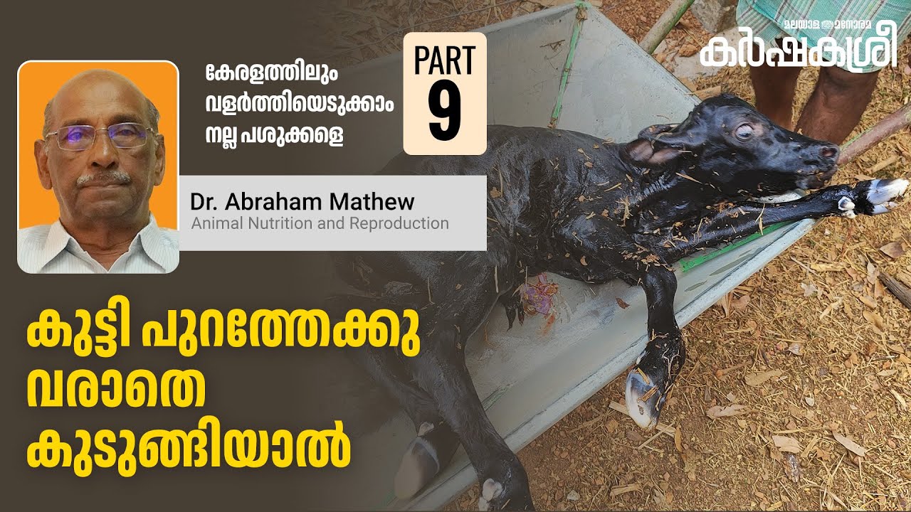 കുട്ടി പുറത്തേക്കു വരാതെ കുടുങ്ങിയാൽ | Part - 9 | കേരളത്തിലും വളർത്തിയെടുക്കാം നല്ല പശുക്കളെ