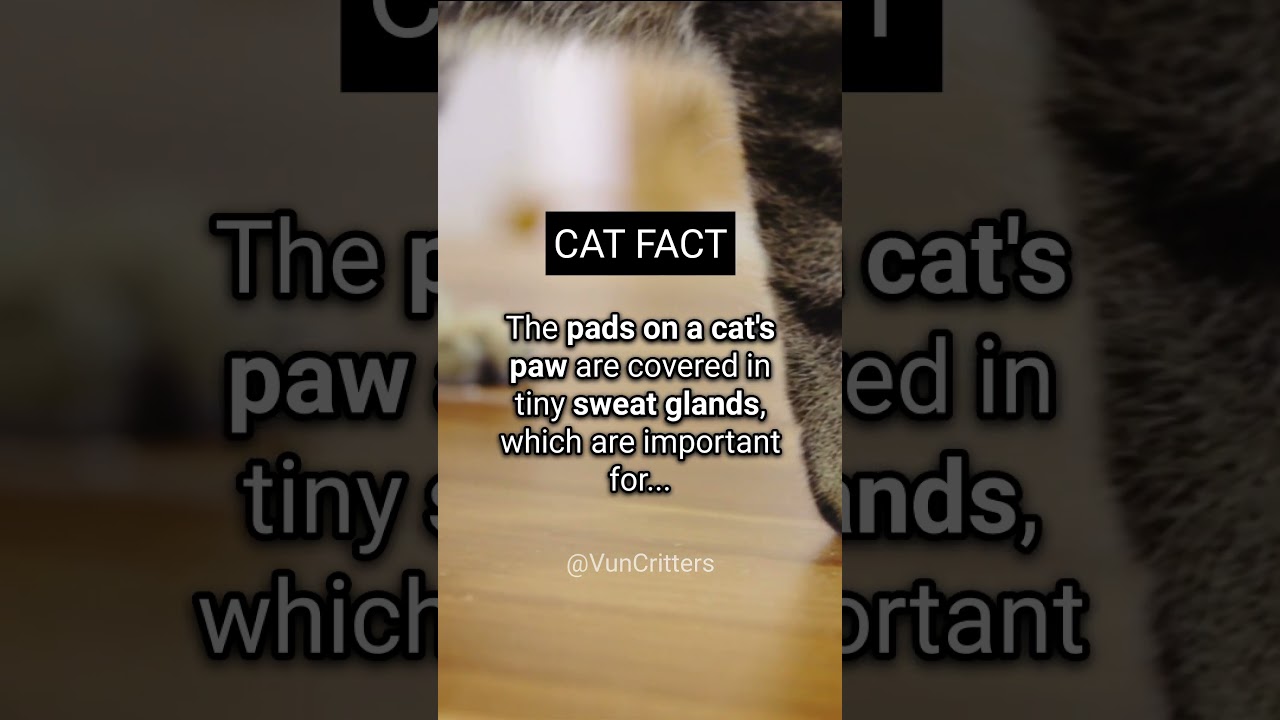 The Hidden Purpose Behind Your Cat's Adorable Paws 