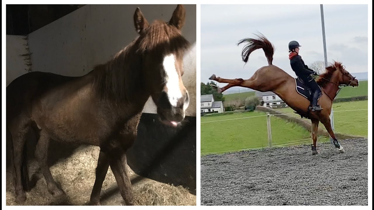 From scruffy unbroken 3yo To 5yo showjumper!