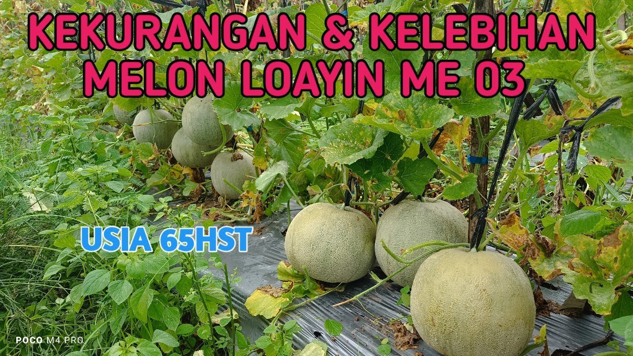 KELEBIHAN DAN KEKURANGAN MELON LOAYIN ME 03 #melon #farming 