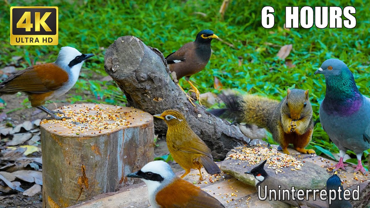 Cat TV for Cats to Watch 😺 Beautiful Birds and Playful Squirrels in the Forest 🐿 4K HDR Fun!