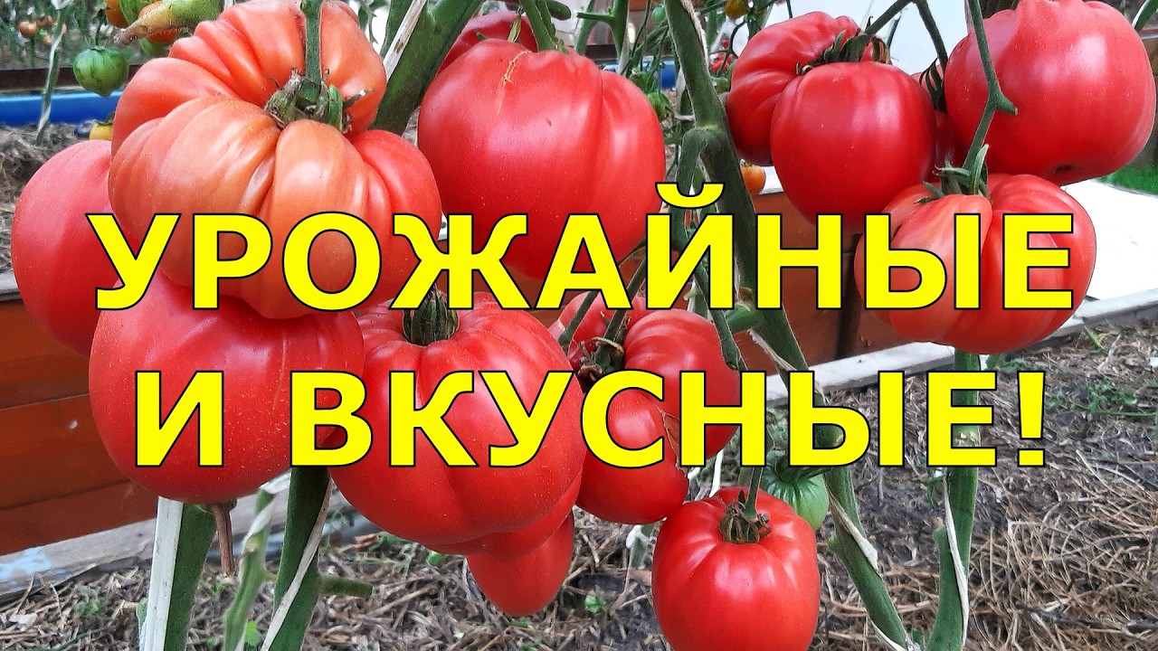 ТОМАТЫ, которые порадовали урожайностью и вкусом. Мой опыт и семена на 2026 год