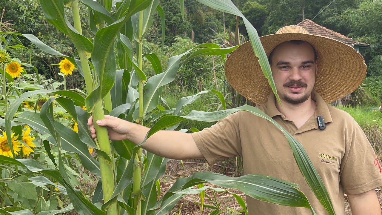 NA ROÇA SAMUEL COM SUA PLANTAÇÃO DE MILHOS ANTIGOS