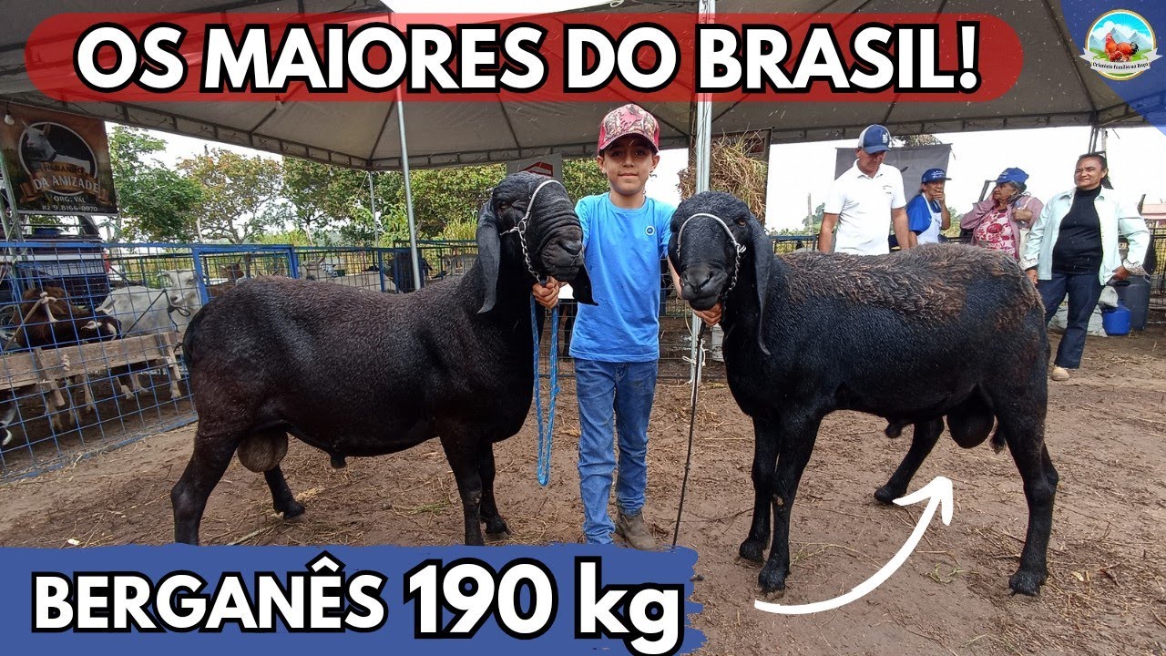 MAIOR CARNEIRO DO BRASIL O BERGANÊS DE ORIGEM TOTALMENTE NORDESTINA #nordeste COM CARNEIRO DE 190 kg