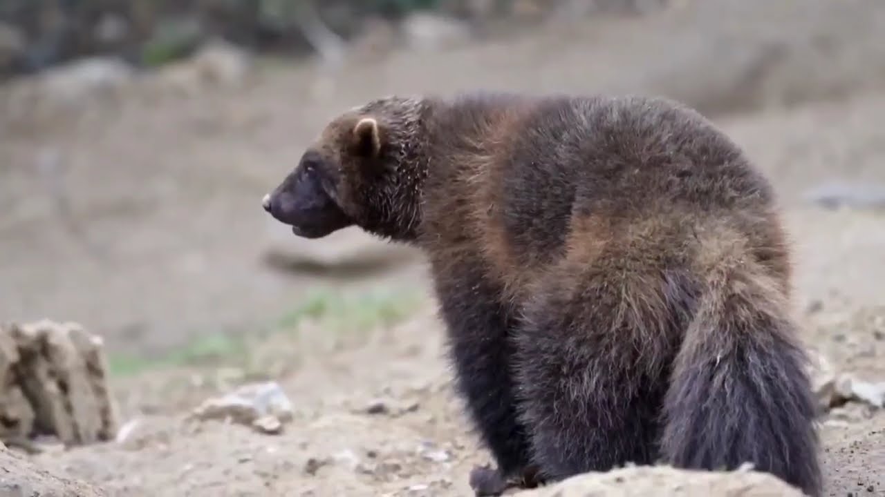 Le monde 4 fascinant des animaux (sons doux) qui sont loutre, rat musqué, carcajou,truite ByZSsSaChe
