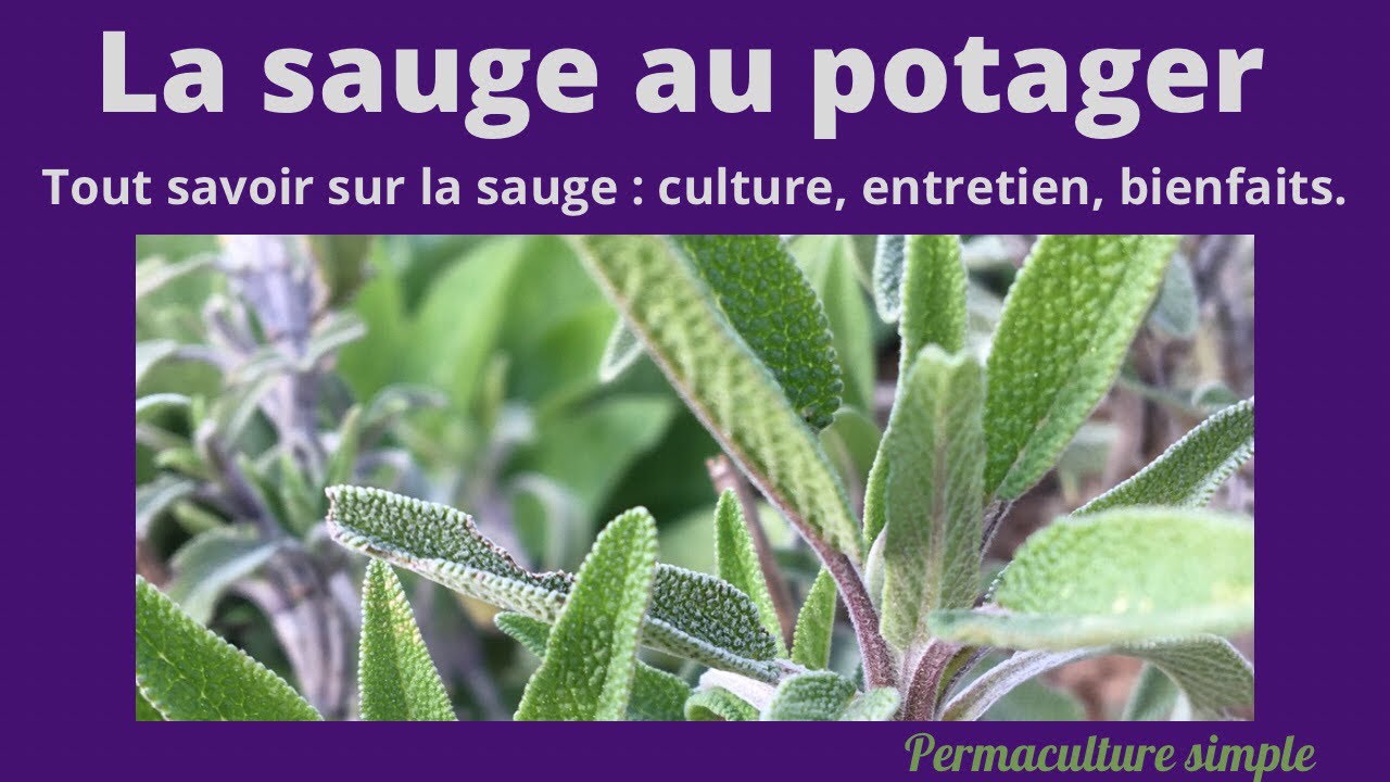 La sauge au jardin potager en permaculture tout savoir.🌻 #permaculture
