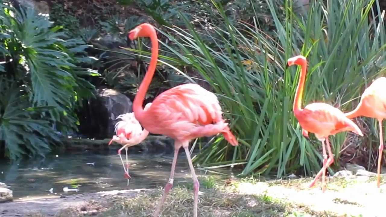 Awesome Flamingos at the LA Zoo HD Video
