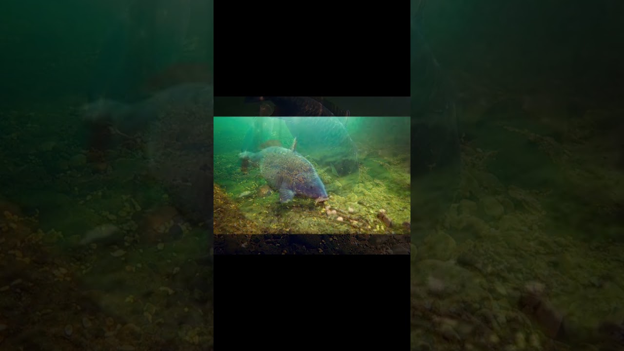 Nada pentru Crap pe baza de seminte 🐟