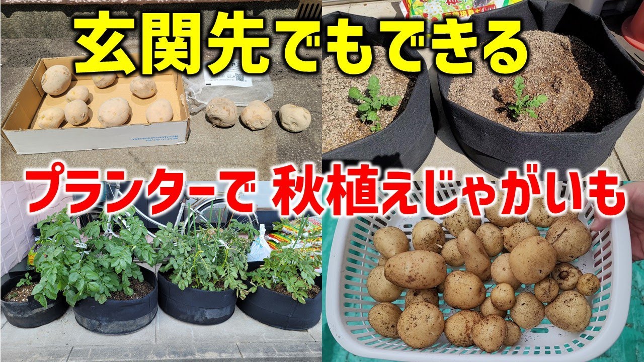 【素人でも簡単ジャガイモ栽培】12月収穫。玄関先、不織布プランターで。収穫が楽しい。