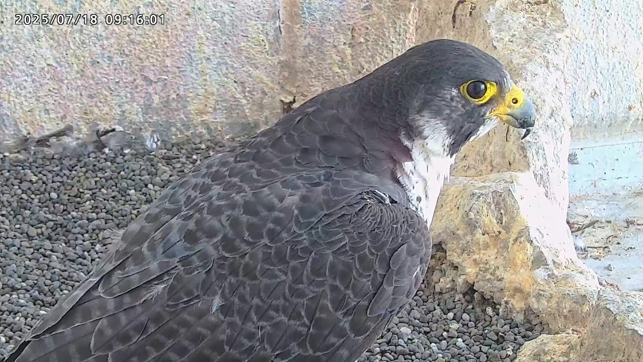 2025-07-18 (9:13) Female Falcon Sara/ さらちゃんズーム