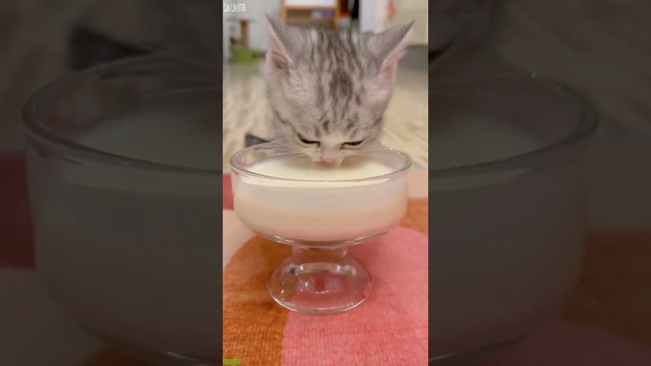 Funny Cat 😹 New Funny Cats 2024 🐈‍⬛ # Ep 7965
