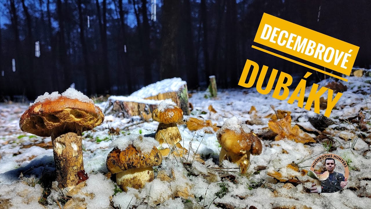 Huby Hriby Houby 1.12.23 | Decembrové zasnežené dubáky | hubárčenie v snehu nahuby v zime