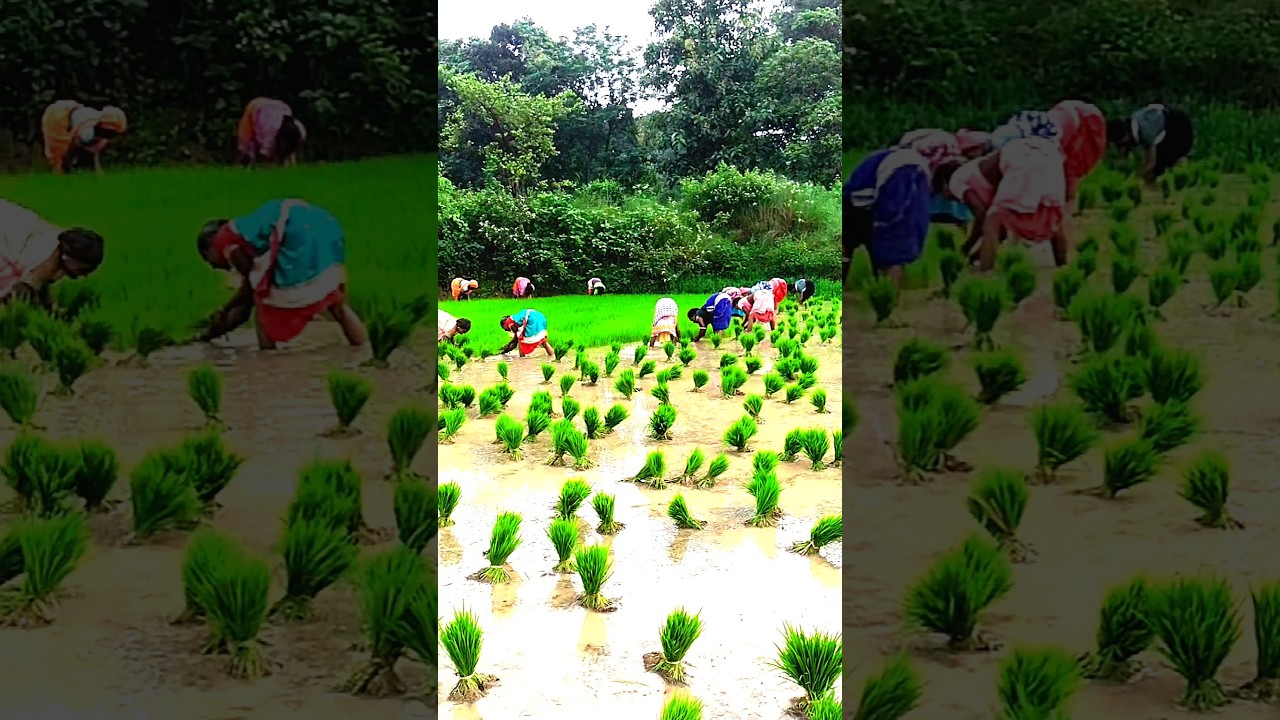 उठा तो किसान रे असारी गीत #shortvideo #ytshorts #Sarna sarai pup