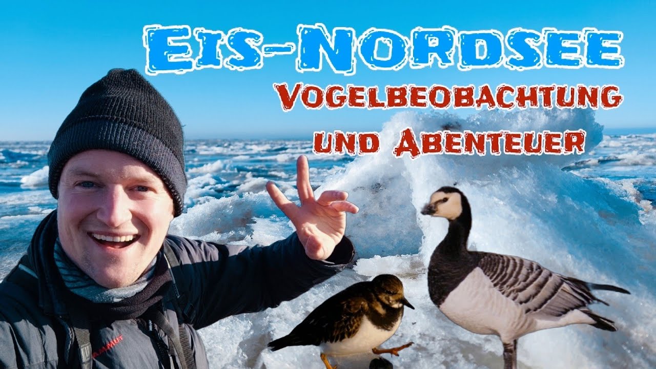 Vogelbeobachtung an der Eis-Nordsee ❄️😍 Abenteuer, Spaß und viele Vögel #natur #nature #vögel #birds