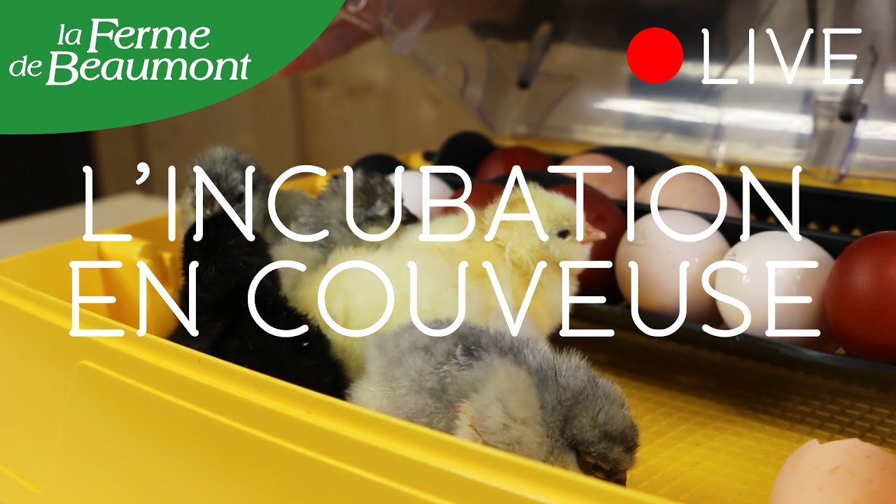 L'INCUBATION EN COUVEUSE Ferme de Beaumont • Formation + Questions Réponses