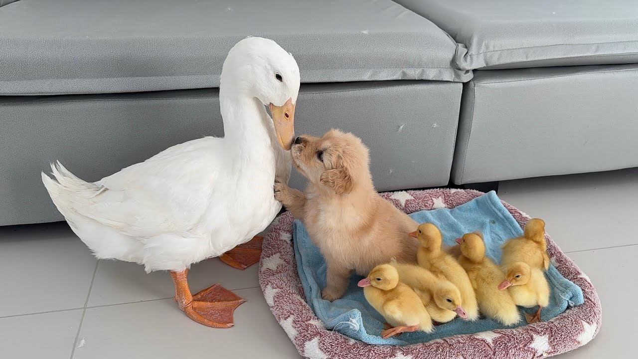 The mother duck suspected that the puppy had stolen a group of ducklings.What was her reaction?cute