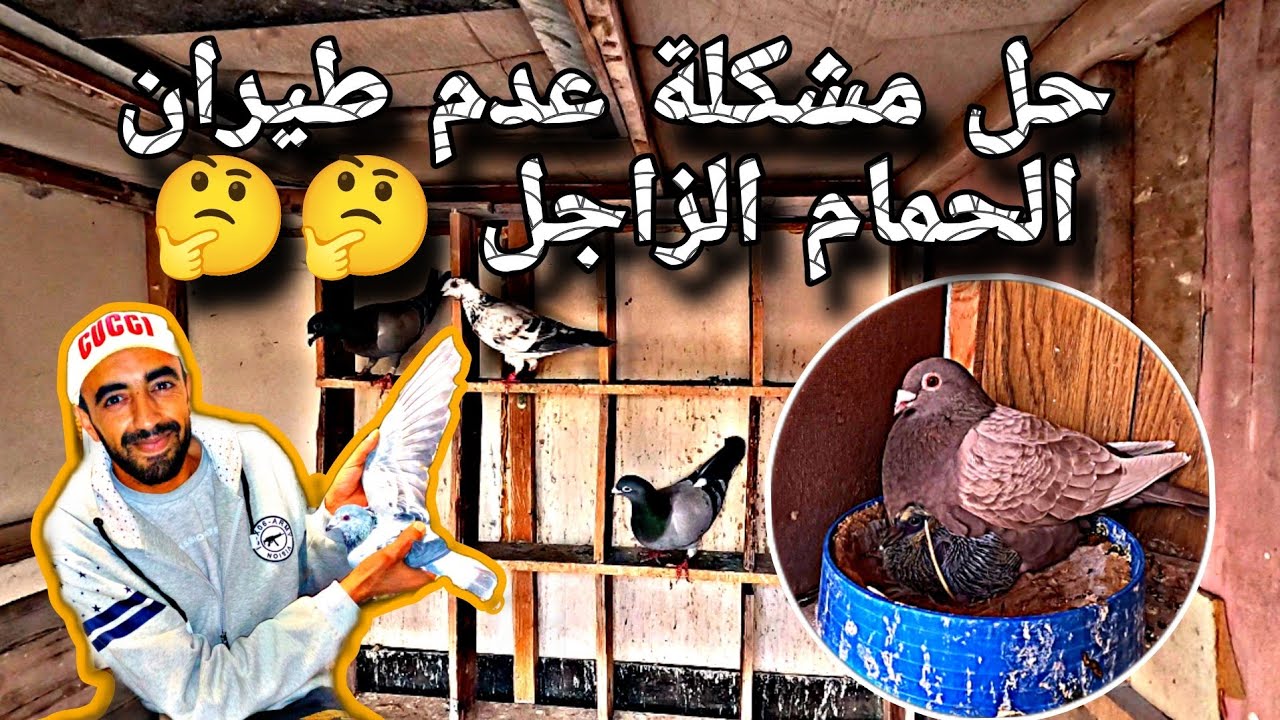 #طريقة #تدريب #الحمام #الزاجل على الطيران مدة طويلة 🫡🥳