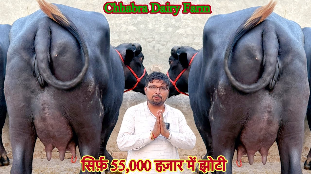 सिर्फ़ ही 55,000 हजार में ख़रीदे ✅12 से 20 लीटर दूध की झोटिया 🏆35 Buffalo For Sale 😱टॉप झोटिया #bull